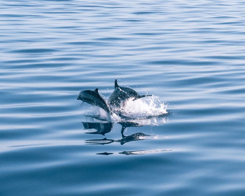 Lampedusa: Sunset Dolphin Sighting on a Pirate Ship - Who will enjoy the Galleon Adriana most