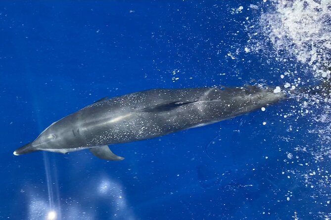 Lana'i Snorkel And Dolphin Quest with Maui Turtle Spot Tour - Key points at a glance