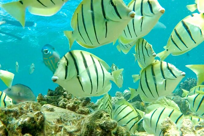 Lana'i Snorkel And Dolphin Quest with Maui Turtle Spot Tour - The Maui turtle stop on the way back
