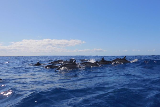 Lanai Deluxe Dolphin Adventure & 3 Snorkel Sites - Who will get the most from this Lanai adventure?