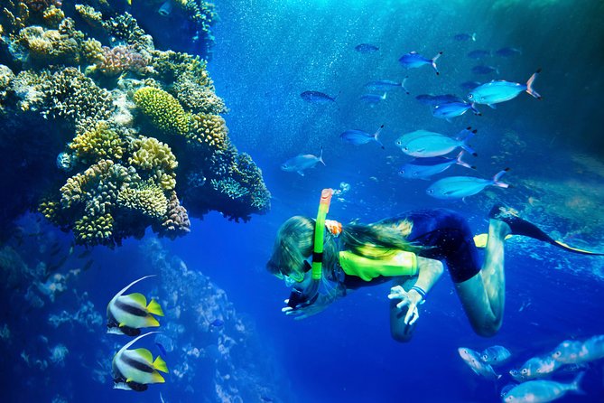 Lanai Snorkel and Dolphin Watch from Maalaea - Key points to know before you book