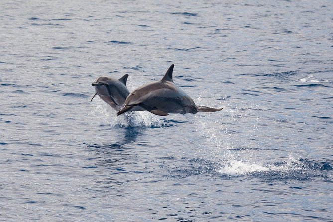 Lanai Snorkel and Dolphin Watch from Maalaea - Breakfast starts the morning simply