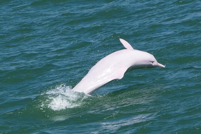Lantau Group Tour: Dolphin Watching, Fishing Village & Cable Car - Key points to know before booking