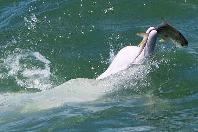 Lantau Group Tour: Dolphin Watching, Fishing Village & Cable Car - Why this one-day Lantau plan works