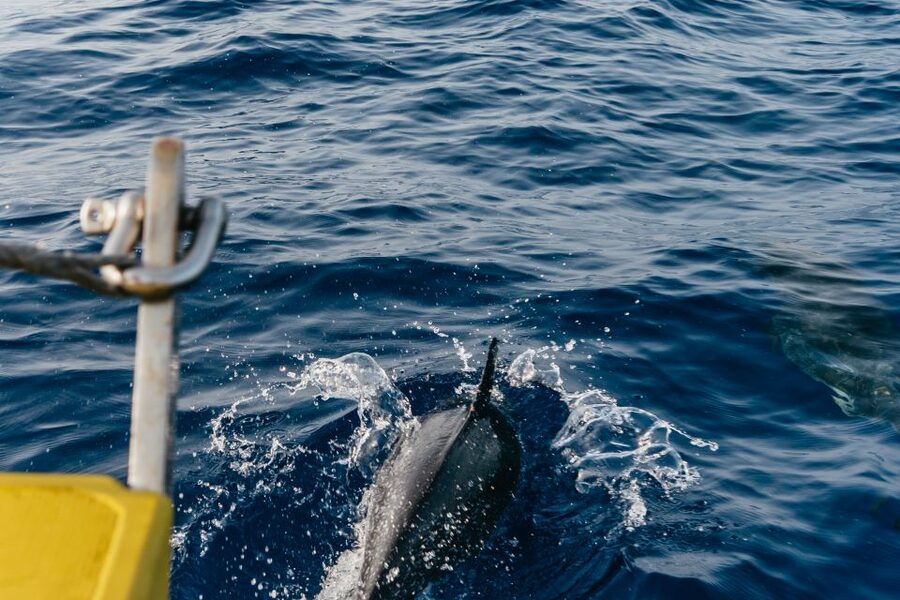 Lanzarote: 2.5-Hour Sunset and Dolphins Cruise - Should you book the sunset and dolphins cruise?