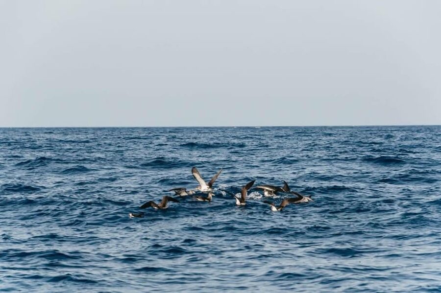 Lanzarote: 2.5-Hour Sunset and Dolphins Cruise - Sunset, champagne, and coastal views