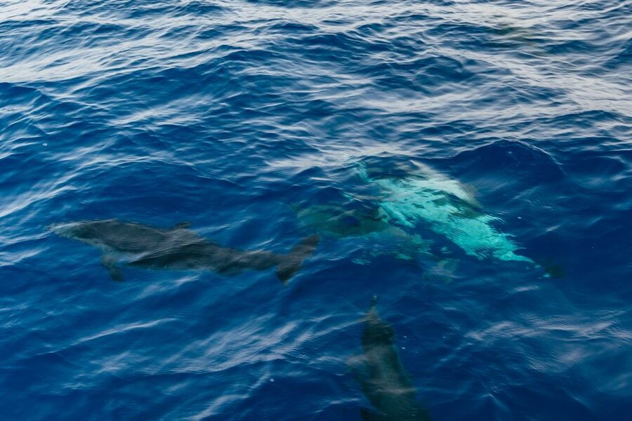 Lanzarote: 2.5-Hour Sunset and Dolphins Cruise - Who should book this Lanzarote boat trip?