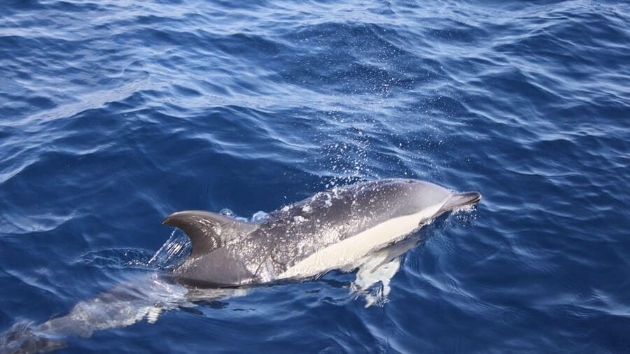 Lanzarote: 2.5-Hour Sunset and Dolphins Cruise - Hotel pickup requires careful timing