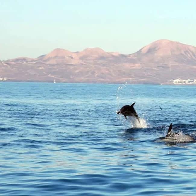 Lanzarote: Dolphin Watching by speedboat - Setting out from Puerto del Carmen’s Old Port