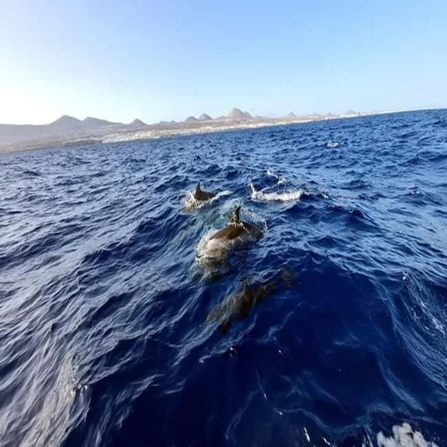 Lanzarote: Dolphin Watching by speedboat - Searching for dolphins, turtles, and seabirds