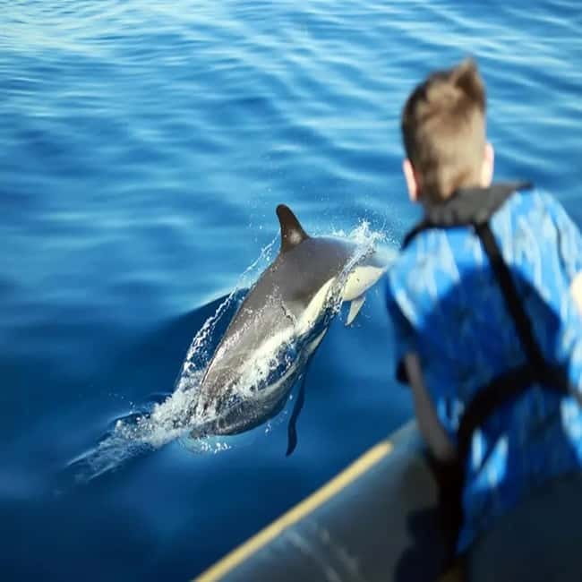 Lanzarote: Dolphin Watching by speedboat - Who will enjoy this Lanzarote boat trip
