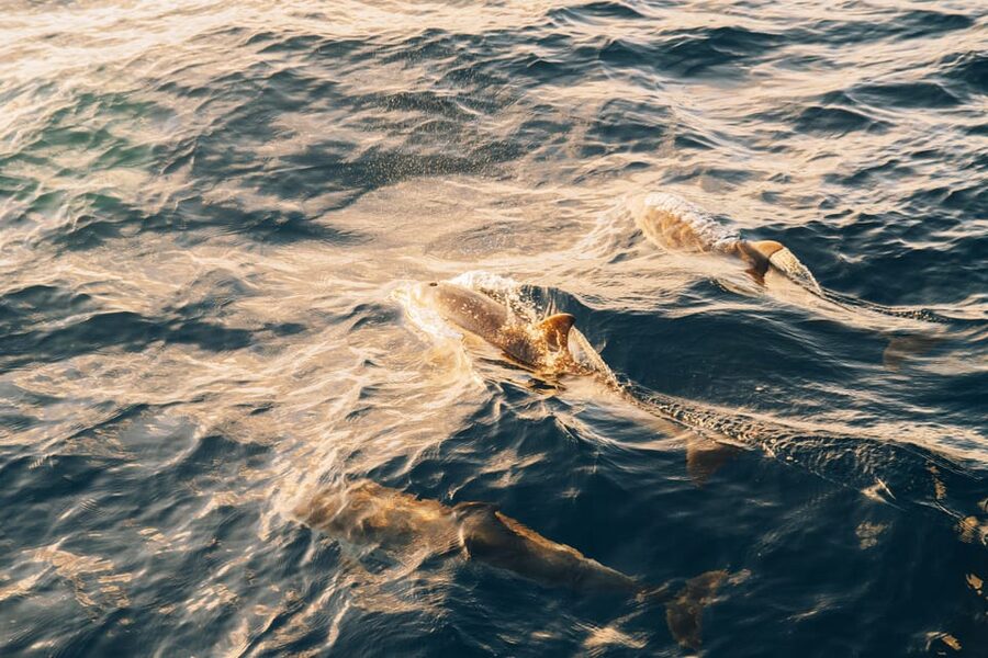 Lanzarote: Dolphin-Watching Sunset Cruise with Transfers - Five things to know before you book