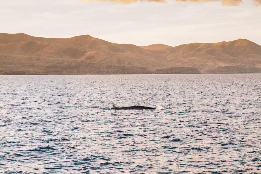 Lanzarote: Dolphin-Watching Sunset Cruise with Transfers - Mojitos, drinks, and food on board