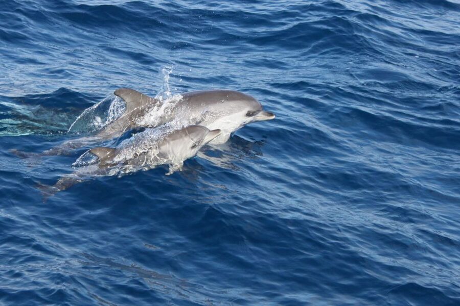 Lanzarote: Lobos Island Half-Day Dolphin Watching Trip - Is the $85 price good value?
