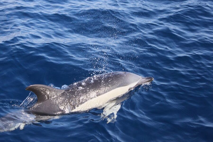 Lanzarote: Lobos Island Half-Day Dolphin Watching Trip - Why this Lanzarote boat trip works so well
