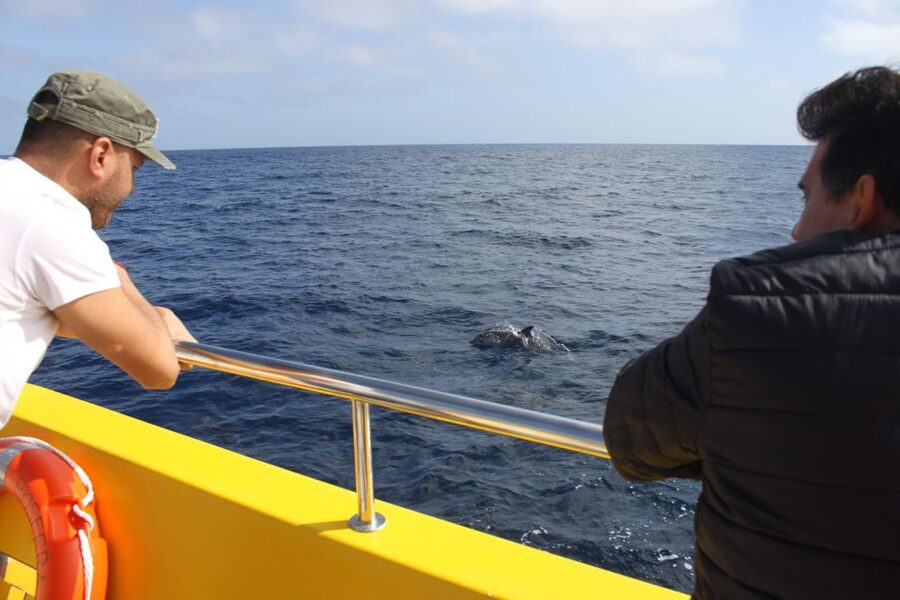 Lanzarote: Lobos Island Half-Day Dolphin Watching Trip - The 1.5-hour speedboat ride to Lobos
