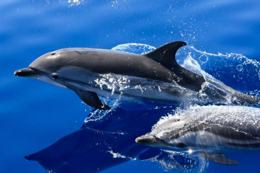 Lanzarote: Lobos Island Half-Day Dolphin Watching Trip - Getting from your hotel to Puerto del Carmen