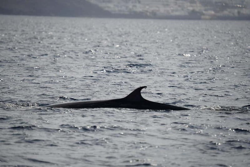 Lanzarote Sunset Experience with dolphin spotting - Key points before you book