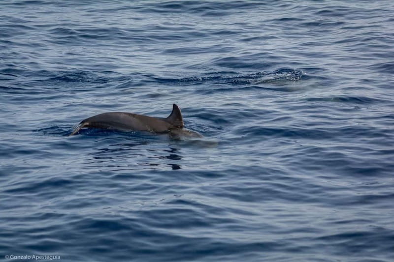 Lanzarote Sunset Experience with dolphin spotting - Sunset views, drinks, and snacks
