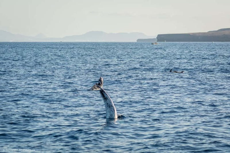 Lanzarote Sunset Experience with dolphin spotting - What to bring and what to leave behind
