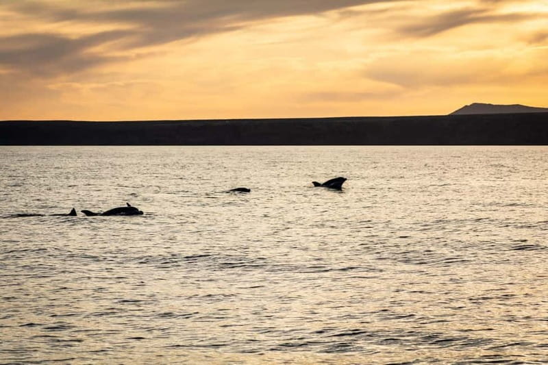 Lanzarote Sunset Experience with dolphin spotting - Who should book this sunset cruise?