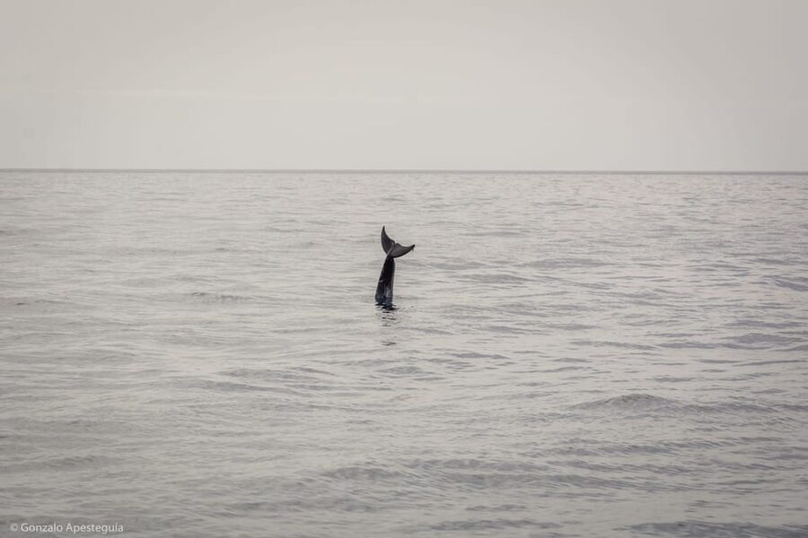 Lanzarote: Whale and Dolphin Watching Eco-Friendly Catamaran - Searching the Atlantic for whales and dolphins
