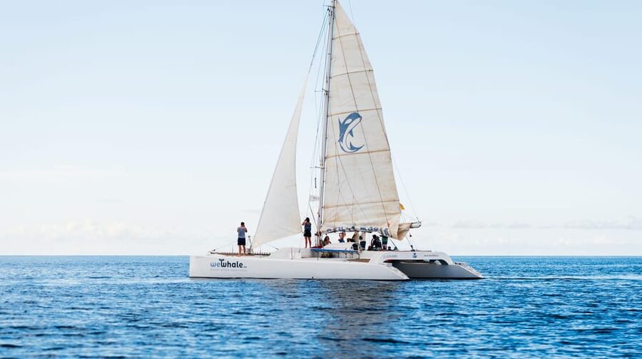 Lanzarote: Whale and Dolphin Watching Eco-Friendly Catamaran - The crew’s role in a responsible encounter