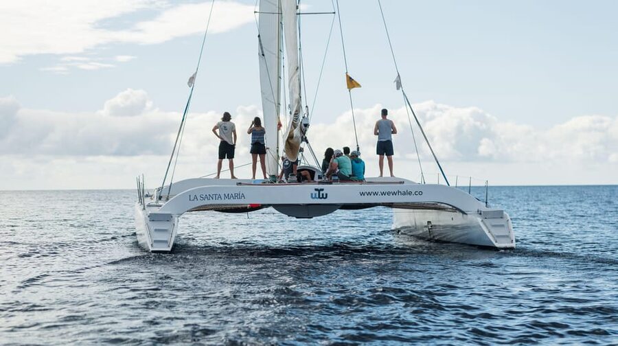 Lanzarote: Whale and Dolphin Watching Eco-Friendly Catamaran - Is $112 a fair price?