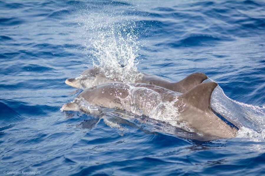Lanzarote: Whale and Dolphin Watching Eco-Friendly Catamaran - Why the electric boat matters