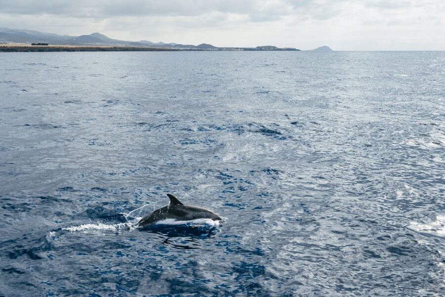 Las Galletas: Whale & Dolphin Tour with Local Skipper - Key points to know before booking