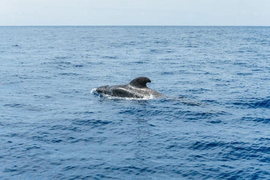 Las Galletas: Whale & Dolphin Tour with Local Skipper - Homemade food served on board