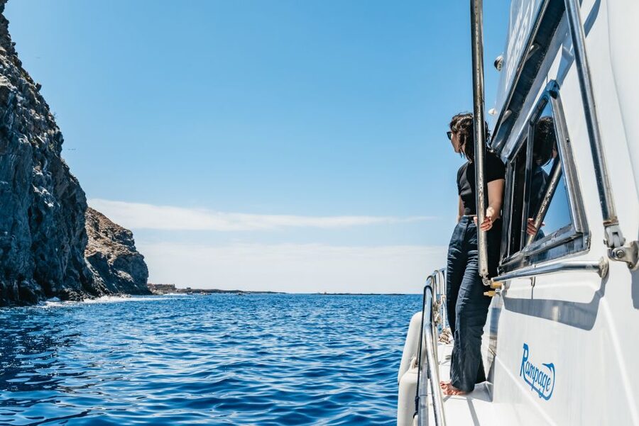 Las Galletas: Whale & Dolphin Tour with Local Skipper - Is $69 good value?