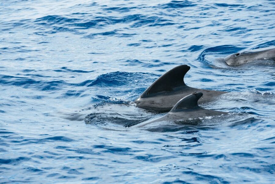Las Galletas: Whale & Dolphin Tour with Local Skipper - Heading offshore to find pilot whales and dolphins