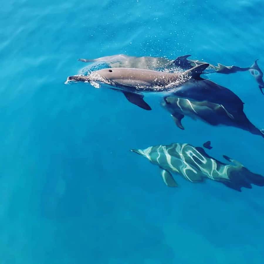 LE MORNE DOLPHINS SUNRISE TRIP - Key points to know before booking