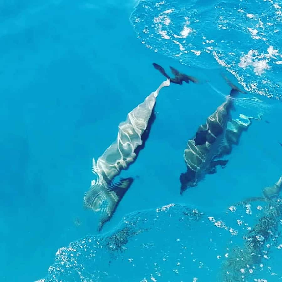 LE MORNE DOLPHINS SUNRISE TRIP - An early start at Le Havanah Boat