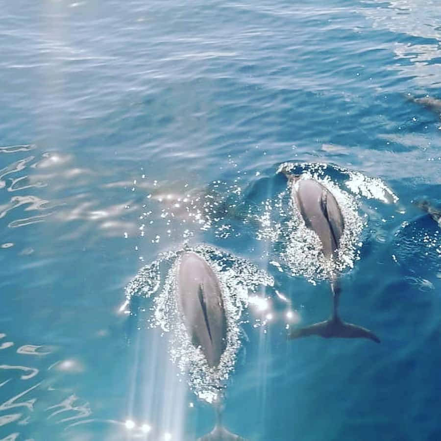 LE MORNE DOLPHINS SUNRISE TRIP - Breakfast near Crystal Rock, with an important warning