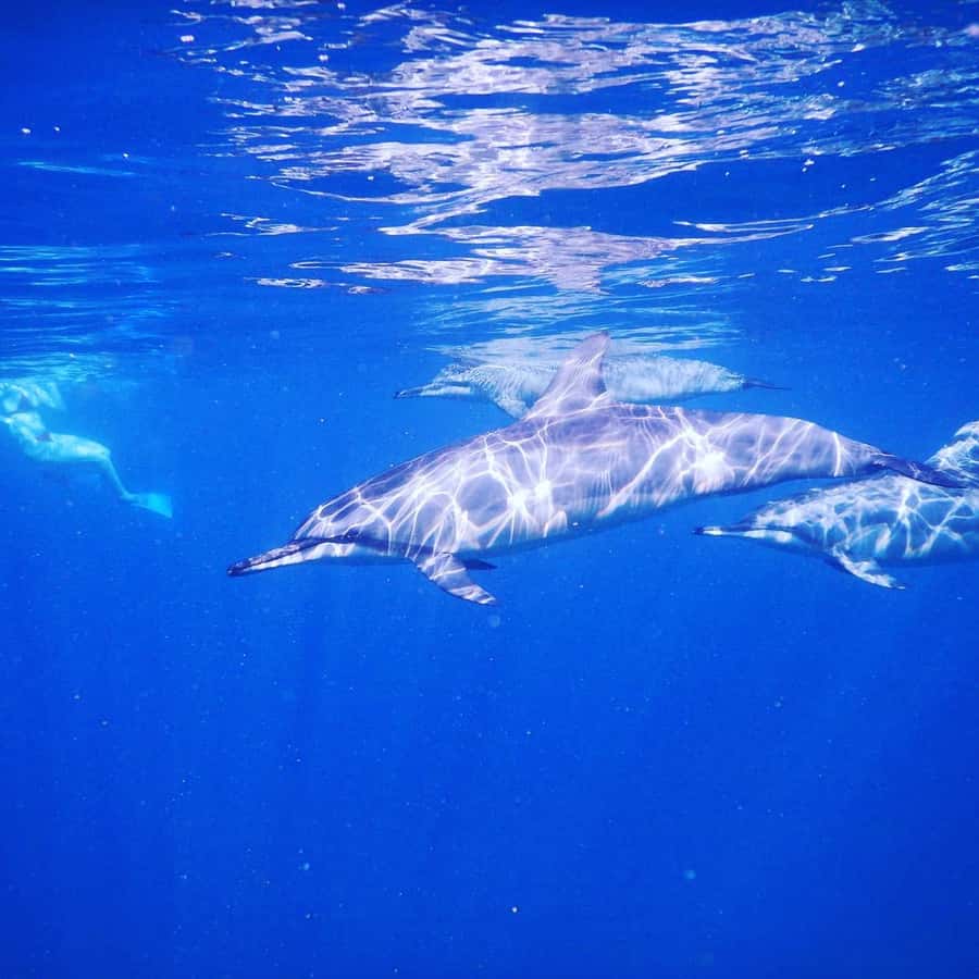 LE MORNE DOLPHINS SUNRISE TRIP - What the private price really means