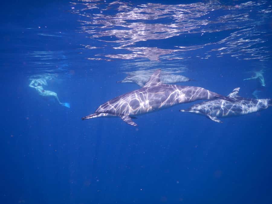 LE MORNE DOLPHINS SUNRISE TRIP - Language, cancellation, and planning details