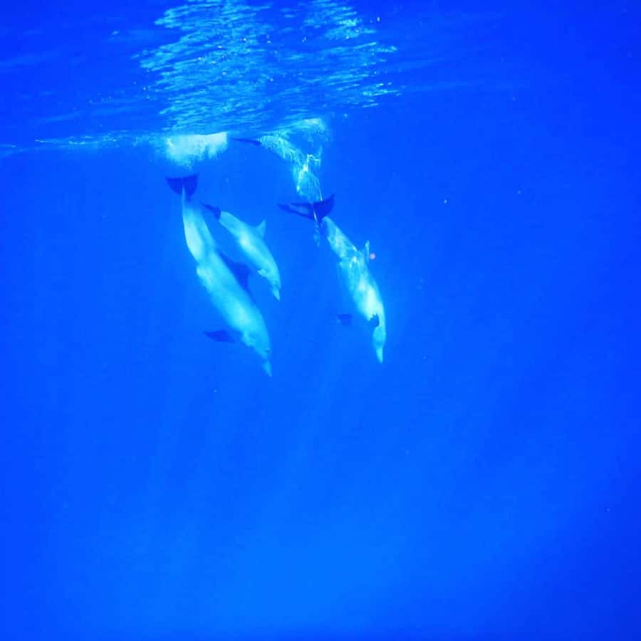 LE MORNE DOLPHINS SUNRISE TRIP - The main strengths and the real drawbacks