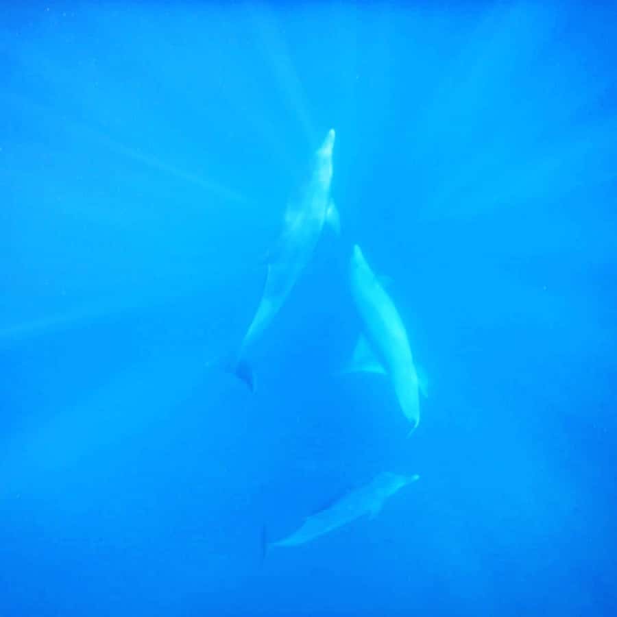 LE MORNE DOLPHINS SUNRISE TRIP - Should you book the Le Morne dolphin trip?
