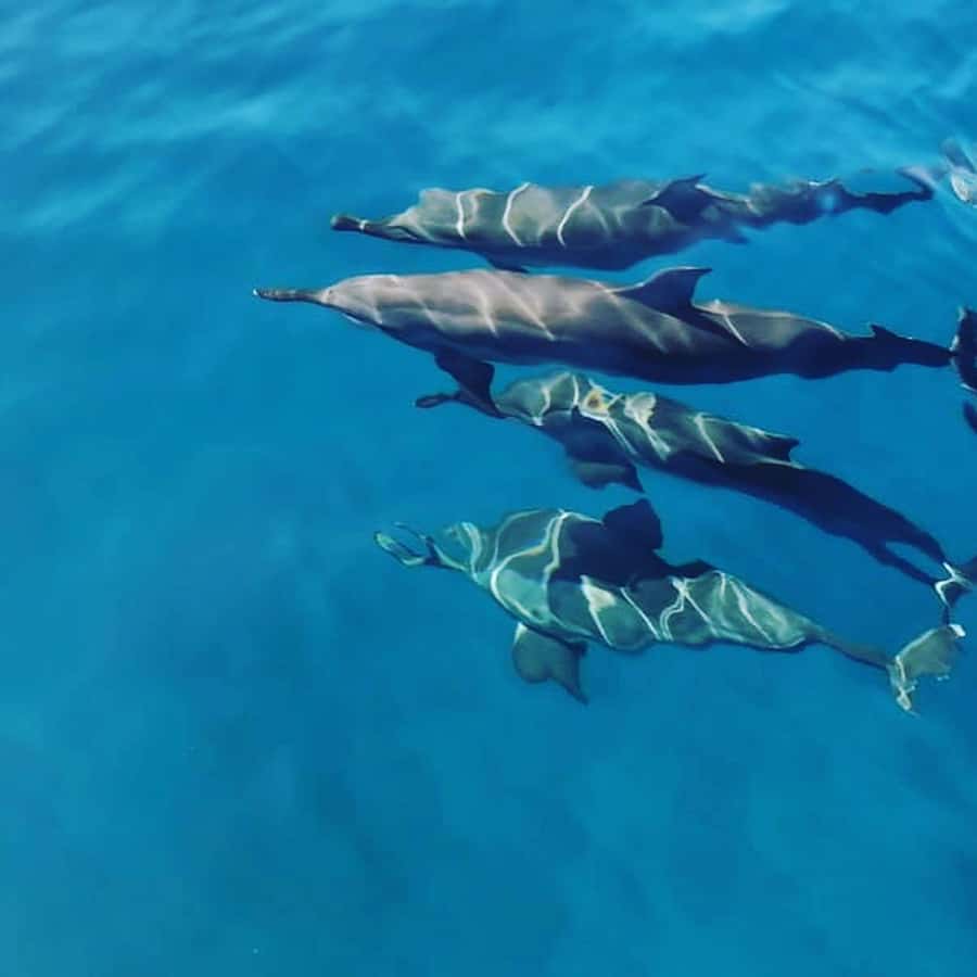LE MORNE DOLPHINS SUNRISE TRIP - Dolphin watching in their natural setting