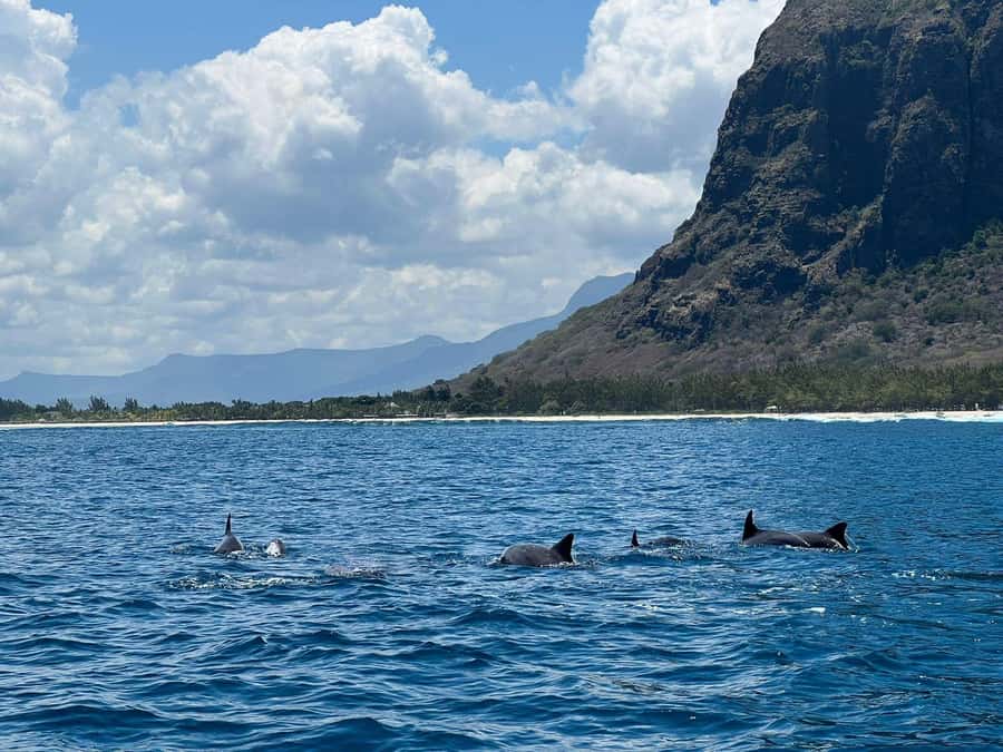 Le Morne: Private Boat Tour Dolphin-Watching & swimming - Setting out from Le Morne Public Beach