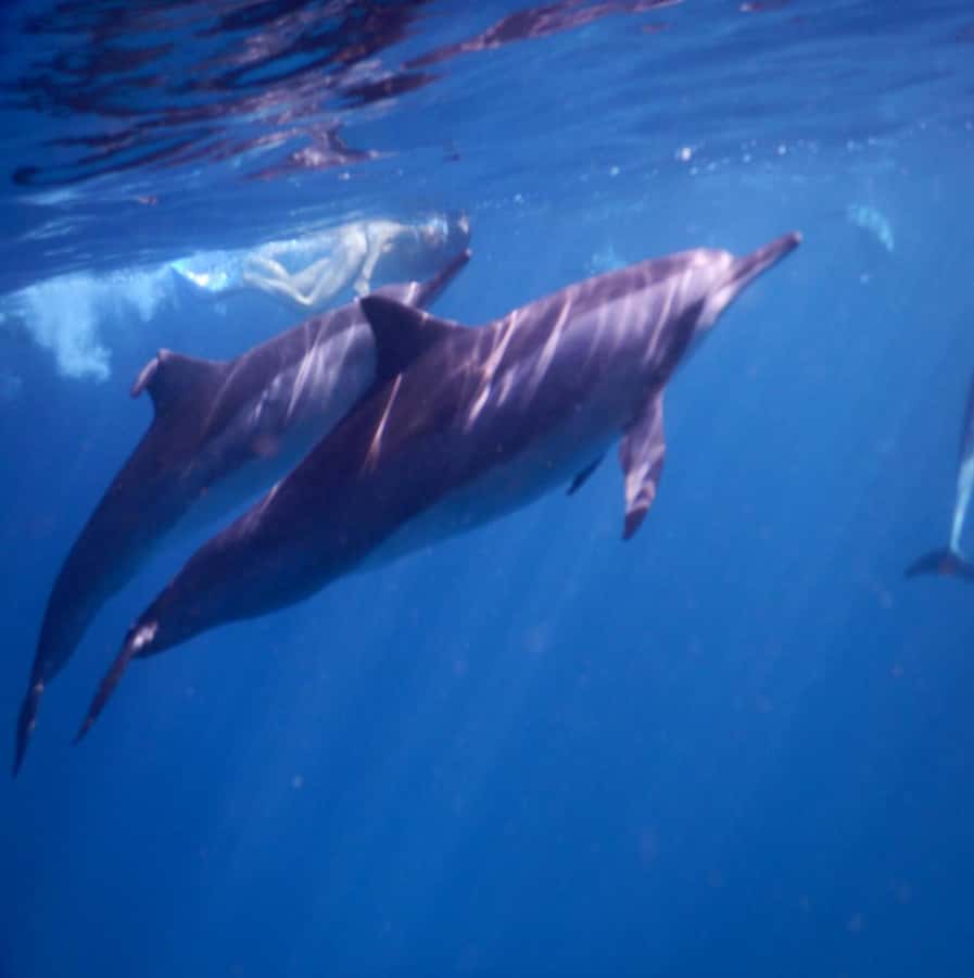 Le Morne: Private Boat Tour Dolphin-Watching & swimming - What swimming with the dolphins is really like
