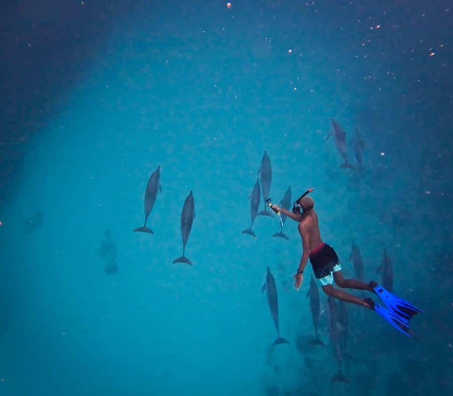 Le Morne: Private Boat Tour Dolphin-Watching & swimming - Watching wild dolphins around Le Morne