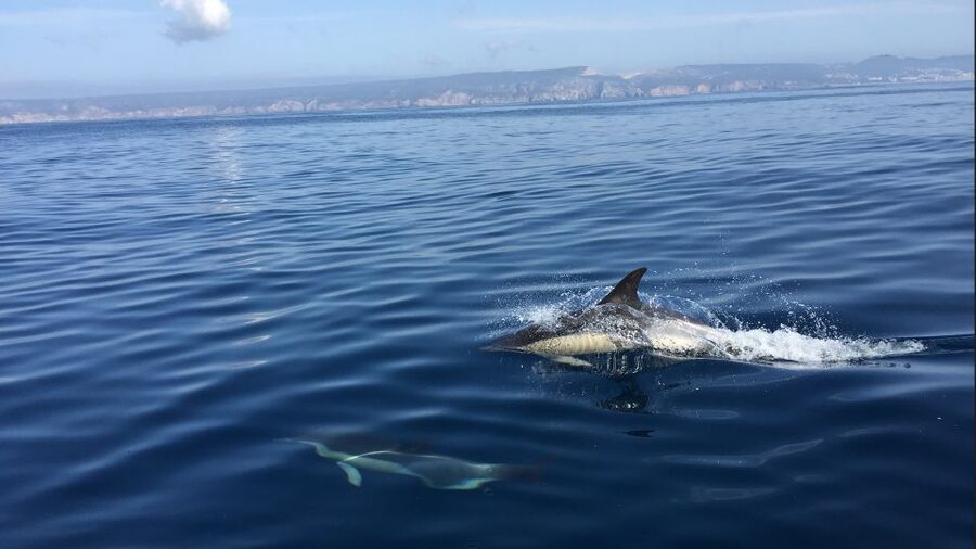 Lisbon: Arrábida Natural Park Dolphin Watching Boat Tour - Key points at a glance