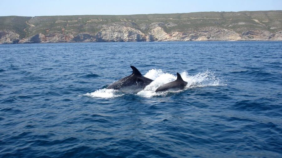Lisbon: Arrábida Natural Park Dolphin Watching Boat Tour - Who should book it, and who should skip it?