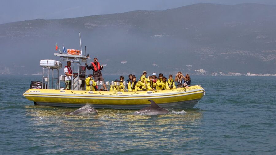 Lisbon: Arrábida Natural Park Dolphin Watching Boat Tour - Why this Arrábida boat trip is worth considering