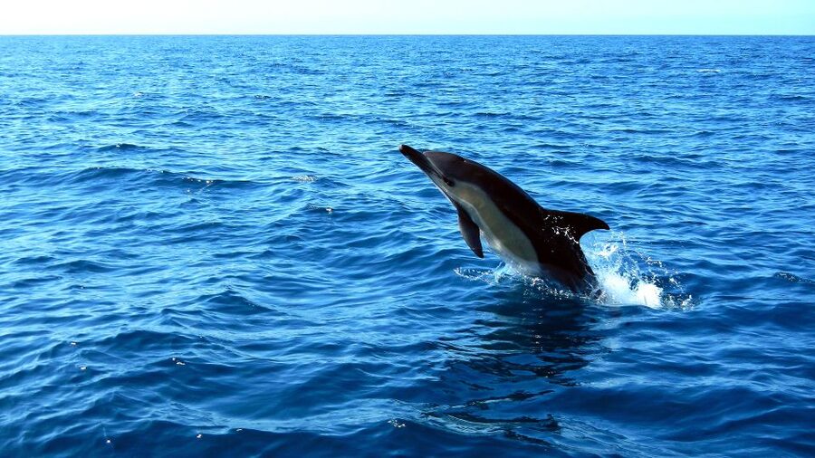 Lisbon: Arrábida Natural Park Dolphin Watching Boat Tour - Coastal views, caves, and beaches