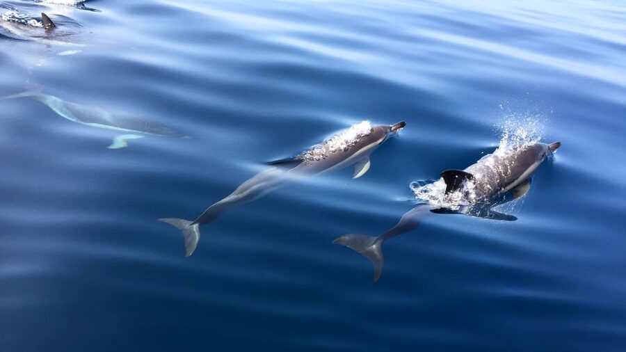 Lisbon: Arrábida Natural Park Dolphin Watching Boat Tour - The pastry and regional drink