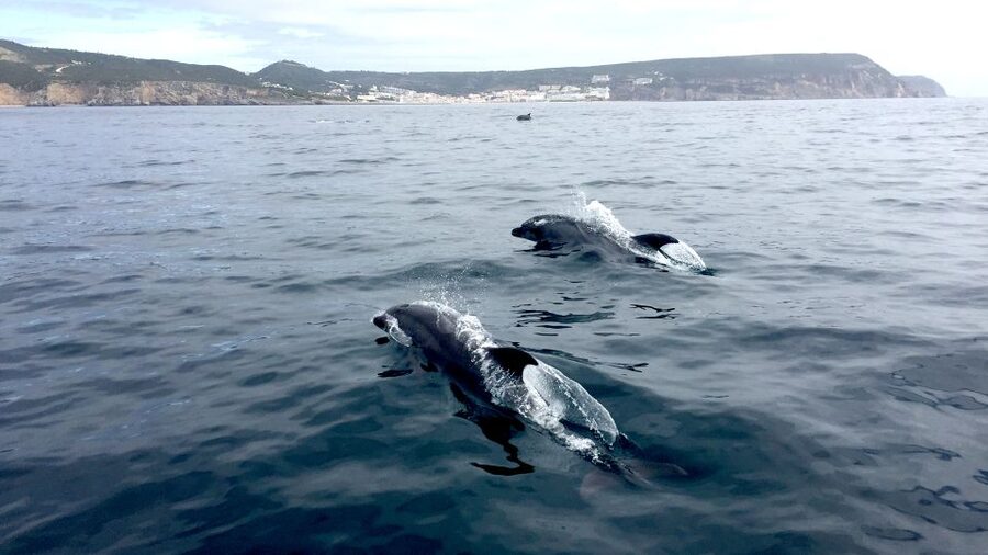 Lisbon: Arrábida Natural Park Dolphin Watching Boat Tour - The guides make a real difference